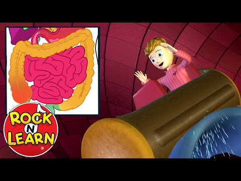 ⁣Digestive System Explained for Kids – Log Ride Song by Rock N Learn