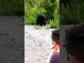 Perfect aim, close range the bear didn’t survive #hunting #bear #chass