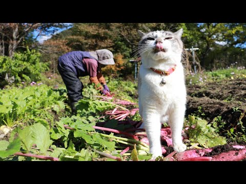 くろと地大根の収穫 201117