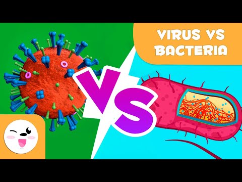 Viruses Vs. Bacteria - What are their differences?