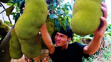 LÀM NỘM MÍT THỜI BAO CẤP " cho cả làng ăn " - KaTu Nguyễn