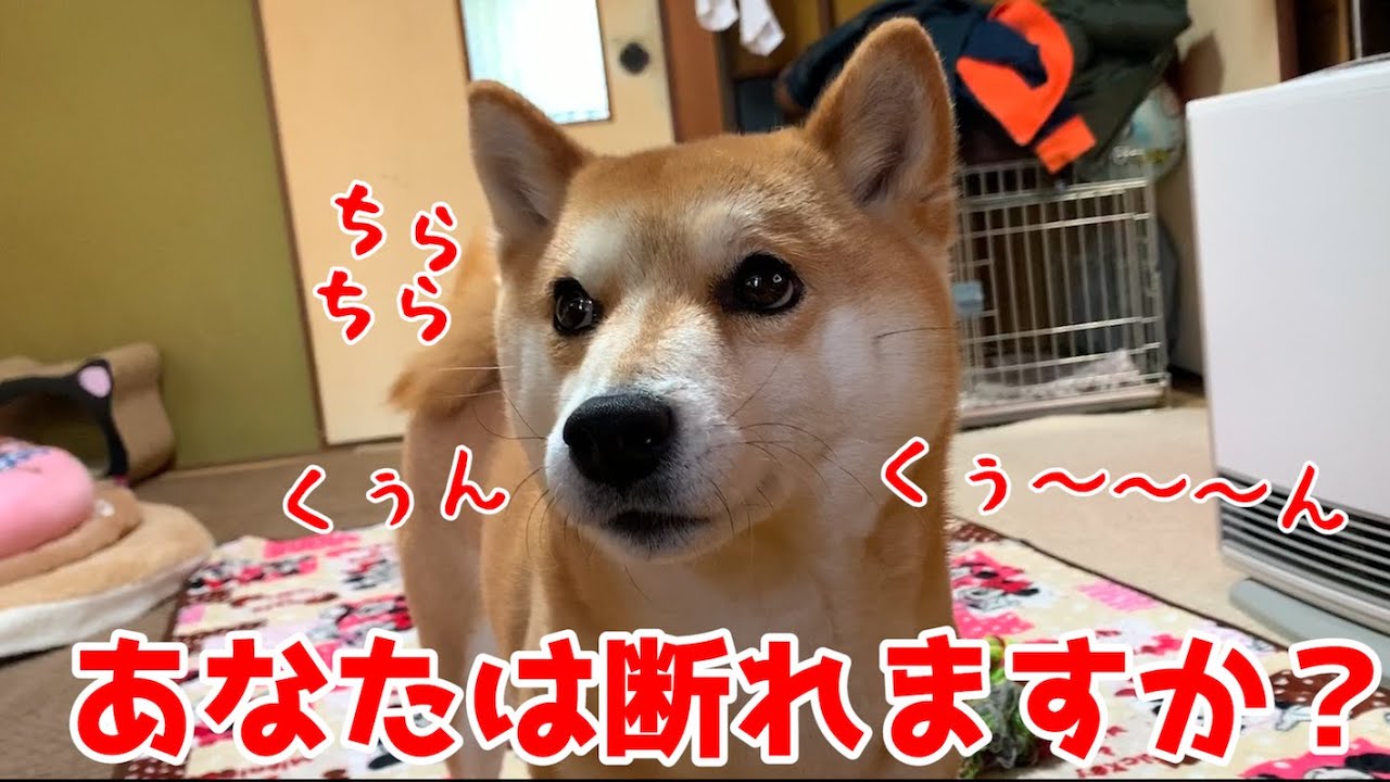 どーしても要求を通したい柴犬の鳴き声が可愛すぎた Shiba Inu Youtube どーしても要求を通したい柴犬の鳴き声が可愛すぎた Shiba Inu Youtube