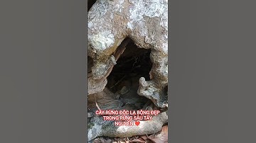 CÂY RỪNG ĐỘC LẠ BỘNG ĐẸP TRONG RỪNG SÂU TÂY NGUYÊN HÙNG VĨ ĐẮK LẮK