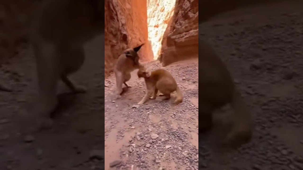 Caracal vs Ginger Cat Strike Wild：⚡🐾 Dust-Whipping Blows Smash Back and Forth