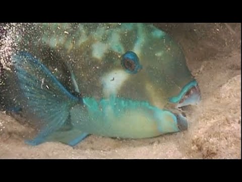 PARROTFISH: These fish have a unique sleeping bag | Oceana