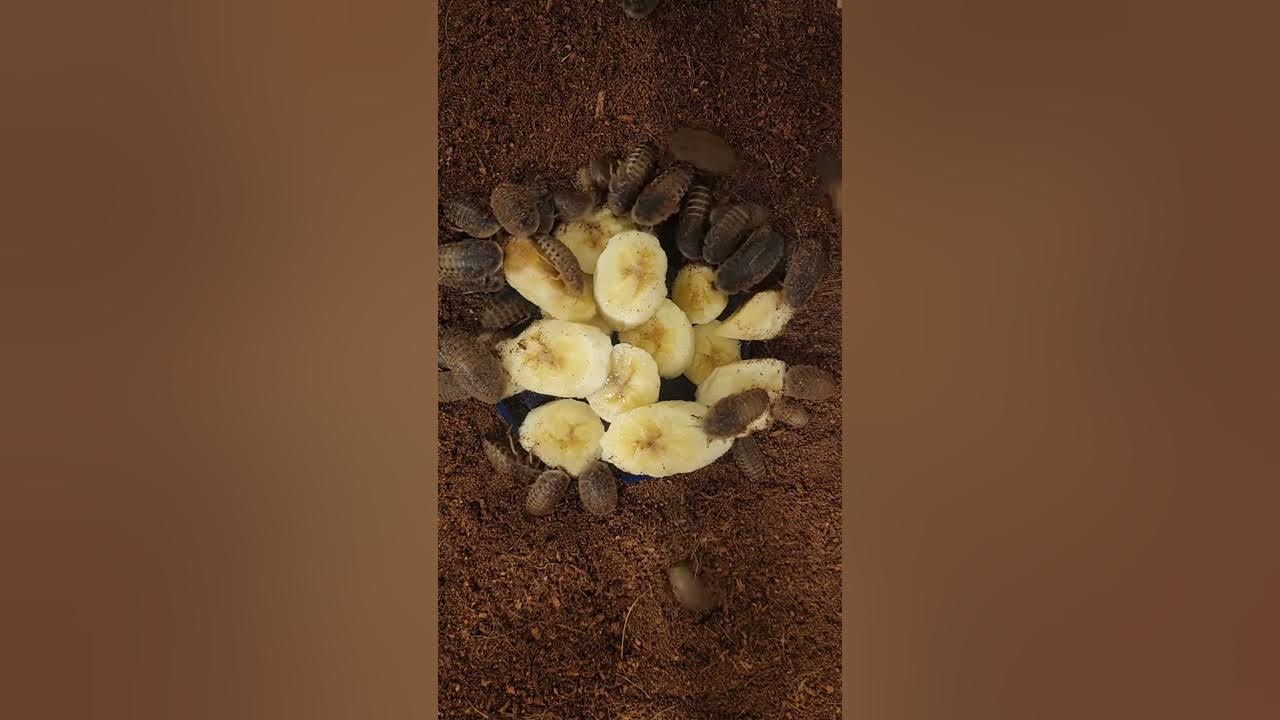 Dubia Roaches eating banana for 7 minutes YouTube