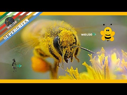 Video: Come Prendere il Polline d'Api: 12 Passaggi (con Immagini)