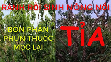 KỸ THUẬT LÀM QUẢ VẢI TO NHƯ QUẢ MÍT (P1).