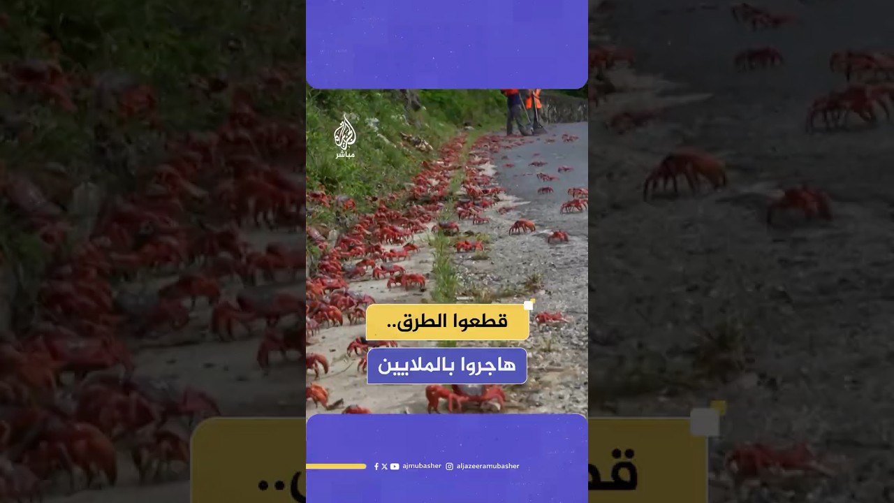 قطعوا الطرق.. ملايين من سلطعون البحر الأحمر يبدأون الهجرة السنوية
