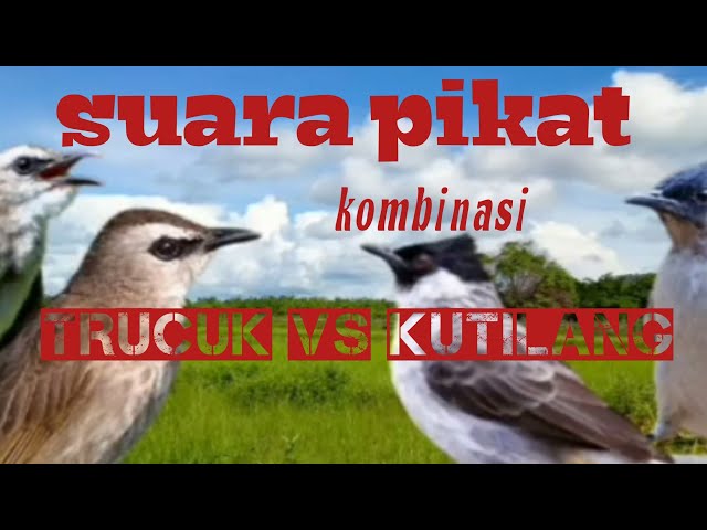 suara pikat KOMBINASI trucuk vs kutilang class=