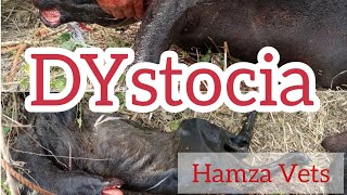 Dystocia In Cow How Vet Corrected Head Deviated Calf And Relieved Pain Of Cow 
