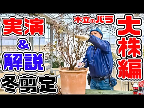 Next up is [Tree Pruning (Large Plants!)] ☆Easy-to-understand