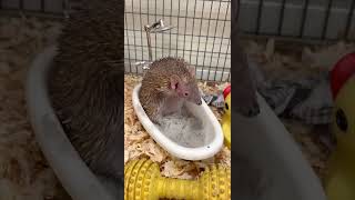 Tenrec takes a Sand Bath #shorts