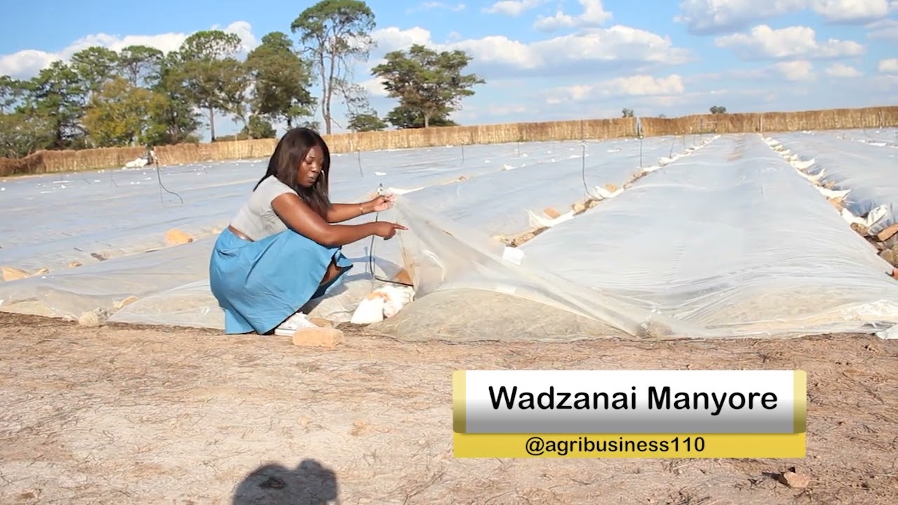 how i established my tobacco seedbed this 2023-2024 tobacco production season