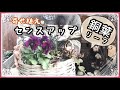 《寄せ植え・ハンギングをセンスアップ》銅葉とパンジービオラの色合わせ／ヒューケラ株分け