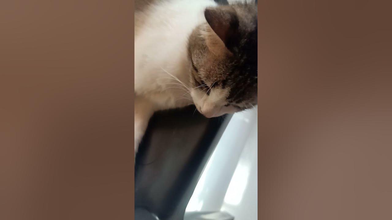 funny cat play dead shorts YouTube