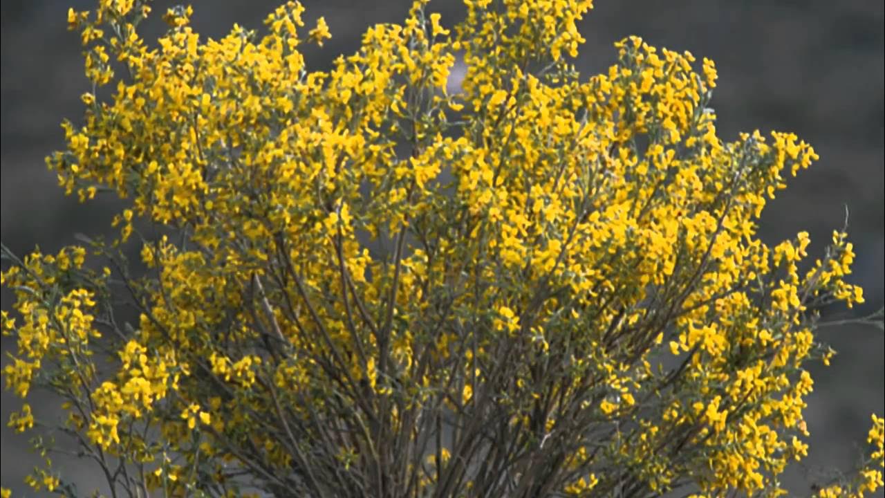 (HD 720p) Serenade to Spring by Secret Garden (HD 720p) Serenade to Spring by Secret Garden
