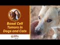 Dr. Becker Discusses Basal Cell Tumors in Dogs and Cats