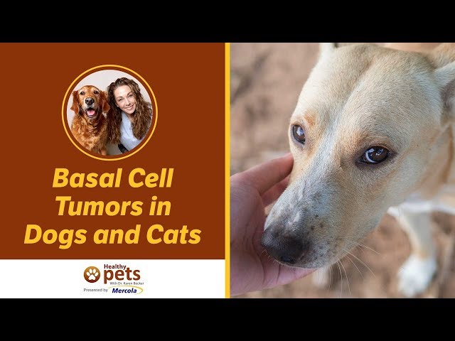 basal cell tumor dog