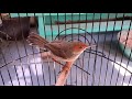 Suara Prenjak Atas Jantan Gacor Pikat Burung Perenjak Cinenen Ciblek Liar Di Alam Paling Ampuh Mp3 - Mp4 Download