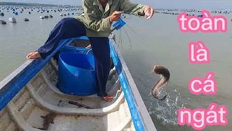 hành trình đi kéo câu giăn trong bè hào dính toàn cá ngát ( lê nghĩa cần giờ)