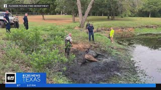 Flower Mound firefighters pull horse from the mud