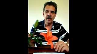 How to care for Tiger Lilies