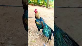 it's time for vbg #chickenbreeds #roosterfarm #rooster #swataseels #ayam #aseelmurga