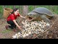 Giant Softshell Turtle Nest Harvesting, Mother Protects Hatchlings in the Wild | Off Grid Survival