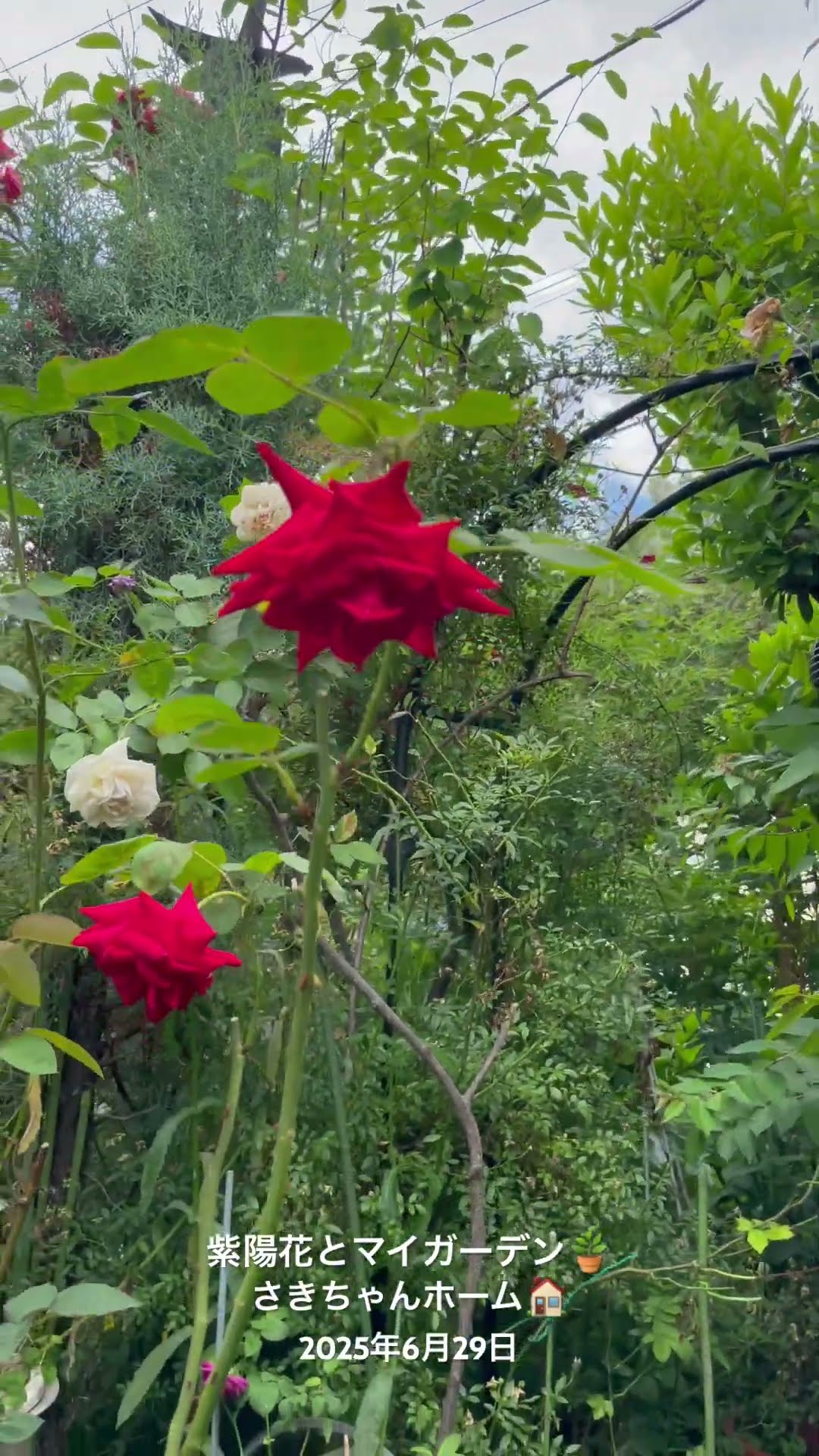 薔薇とレースのジャンクジャーナル・雑記帳 紫陽花 For You