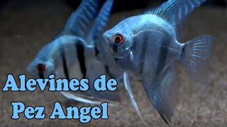 Separando alevines de pez angel azul / como lo hago yo/ pez escalar
