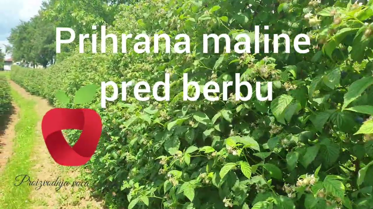 Kakva će biti cijena maline ove godine???  Prihrana maline prije berbe