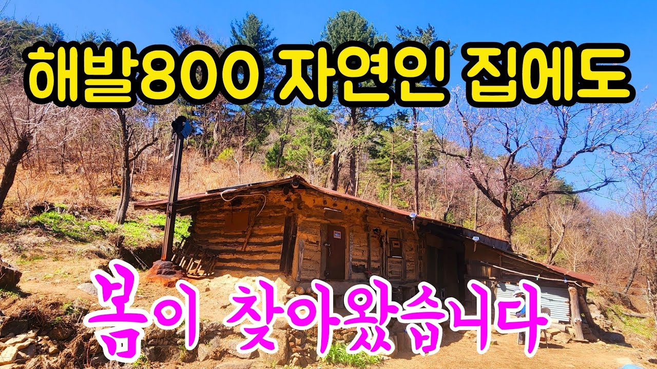 해발800 깊은 산속오지 자연인 겨울을 어떻게 지내셨는지 궁금해서 찾아 가보았습니다