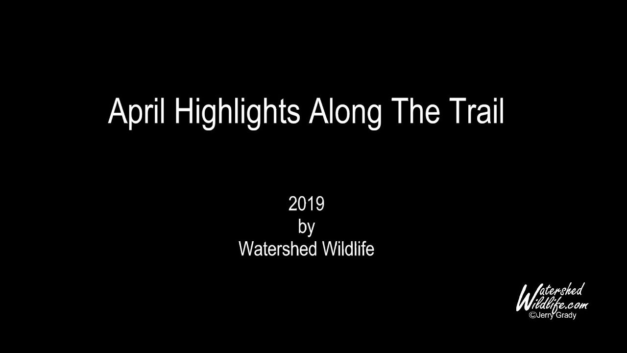 wood ducks images Wood ducks squabbling great closeups and the red fox are busy in April.