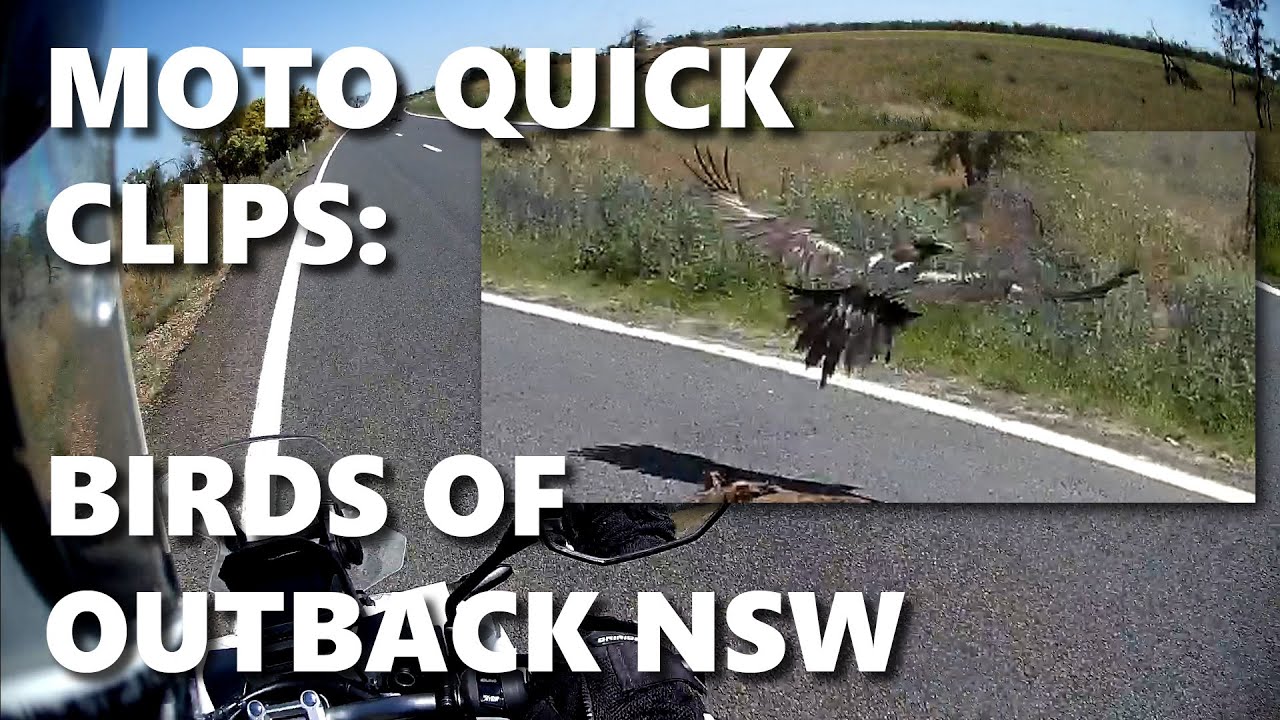 Moto Quick Clips: Birds of Outback NSW (Honda ADV150)