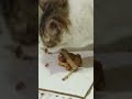 Baru Sarapan #catlove #kucing #shortvideo #sipus #klanayuda