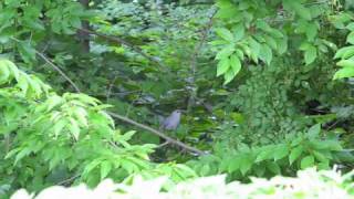 Catbird with its cry