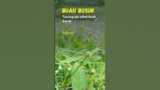 BUAH BUSUK #short #quotes #motivation #inspirasi #motivasi #bijak #shorts #story #sukses
