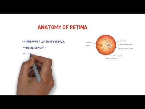 Anatomy of Retina || mnemonic  for 10 layers ||