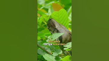 Monkey vs Snake 🐒 🐍 #animals #nature #monkey #snake #jungle