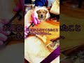 ㊗️10万再生【笑撃のショートジョーク】喋る犬と飼い主　#嘘 #驚き #疲れた