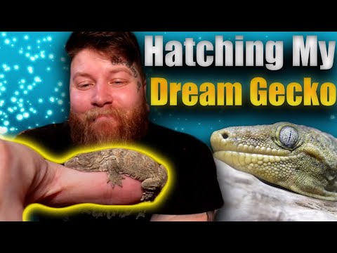 I Hatched My Dream Gecko, But There Was A Problem...