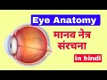      anatomy of eye in hindi  human eye structure  anatomy and physiology