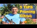 5 Tips on PRUNING & SHAPING  FRUIT (Citrus) TREES