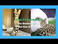 F1 Savannah Cats - Half Serval Cat  & Half Domestic Exotic Cats (2021)