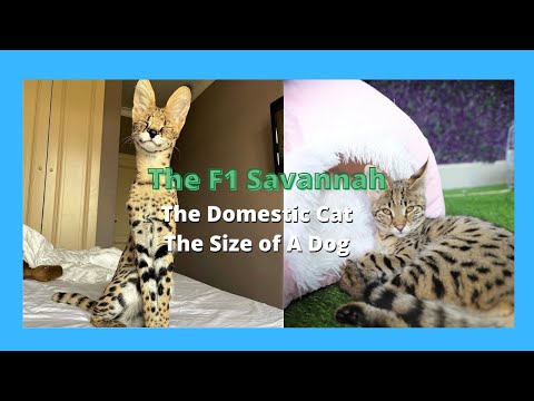 Video: Savannah katės: hibridinė naminė katė