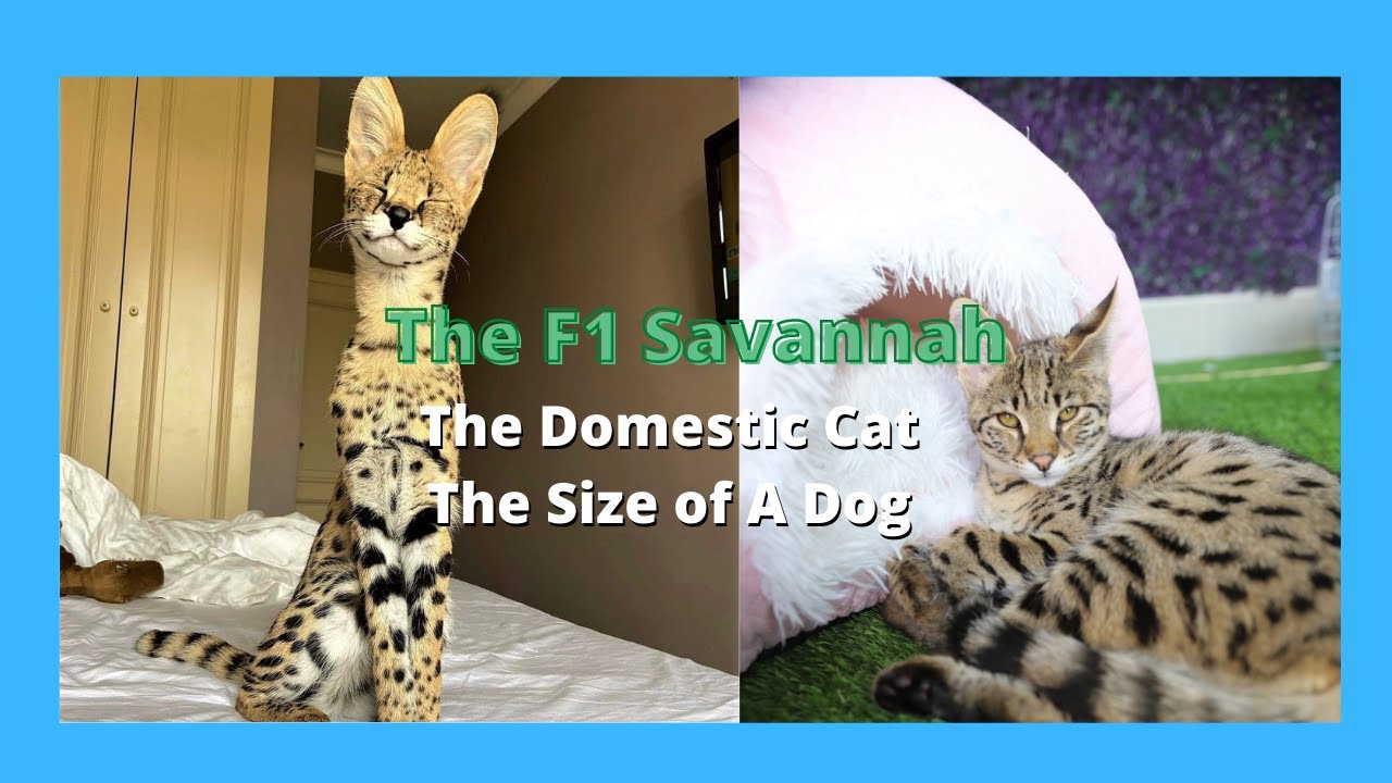 Savannah Cat Patterns