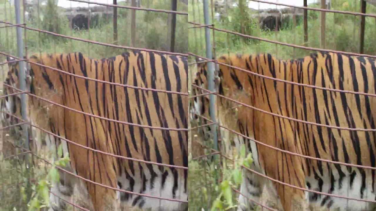 3ds 3d Tigers