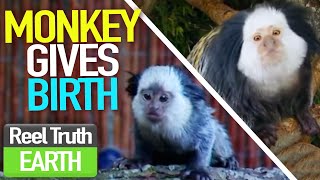 Monkey Pregnancy EMERGENCY | Animal Park | Zoo Documentary | Reel Truth Earth