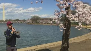 Cherry Blossom Tree Stumpy In Washington D.c. To Be Turn Down By End Of Blooming Season